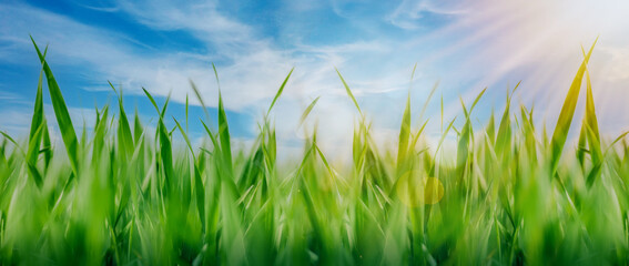 green grass and blue sky