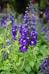 fiori