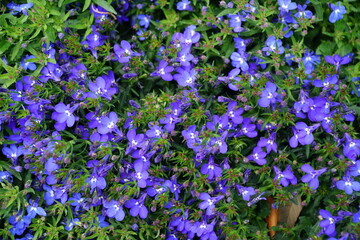 fiori