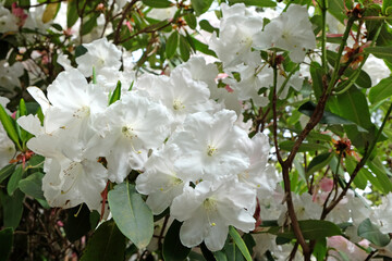 Pink Rhododendron ÔLoderi FairylandÕ in flower
