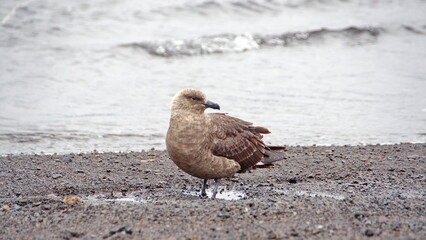 Brown skua (Stercorarius antarcticus) on the beach on Deception Island, South Shetland Islands, Antarctica