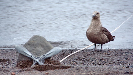Brown skua (Stercorarius antarcticus) by an anchor on the beach, on Deception Island, South...