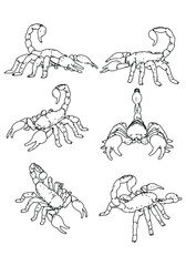 Fototapeta na wymiar Scorpion vector illustration isolated on white background.