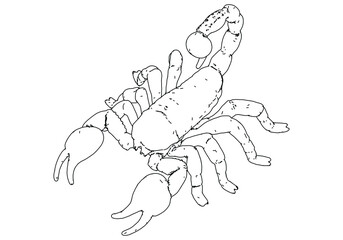 Scorpion vector illustration isolated on white background.