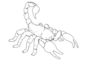 Scorpion vector illustration isolated on white background.