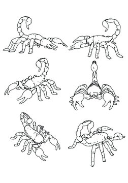 Scorpion vector illustration isolated on white background.