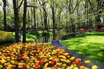Fotobehang Netherlands. Flowers of the garden Keukenhof in Lisse © YvonneNederland