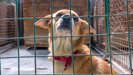 Homeless dog in cages. Beautiful sad dog sadly looking through cage sad eyes. A dog shelter.