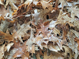 Close up of dead oak leaves on the ground