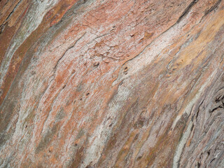 Background from the bark of a tree. Unusual natural background. The pattern of the bark of a southern tree.