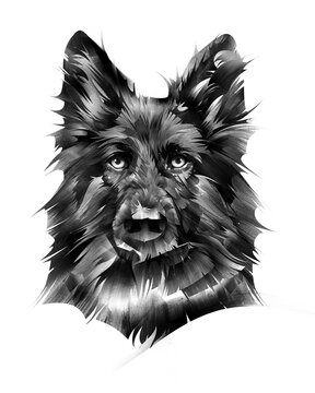 painted portrait of a shepherd dog on a white background