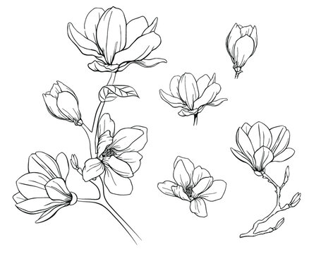 magnolias-flowers