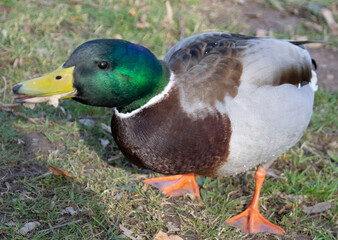 duck on a pond