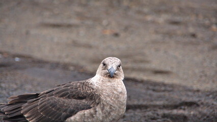 Close up of a brown skua (Stercorarius antarcticus) on Deception Island, South Shetland Islands, Antarctica