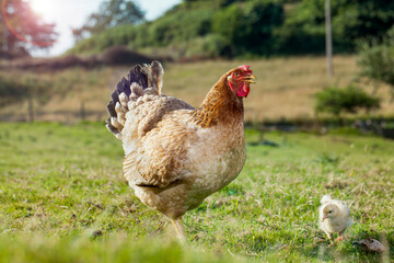 Mother hen with a chick in a rural yard. Chicken on a pasture in the village against photos of the sun. Organic poultry farm. Sustainable economy. nature farming. Free range chickens.