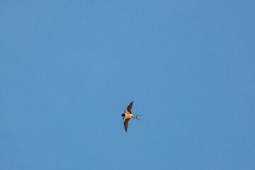 a barn swallow (Hirundo rustica) in flight under a blue spring sky, white cloud