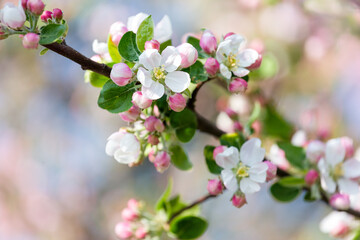 Blossoming branch of an apple tree. Flowers and sprouts of an apple close-up. Blurred background. Apple blossom in early spring.Selective focus