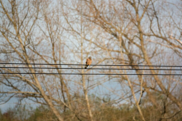 a kestrel (Falco tinnunculus) bird of prey perched on thick black power cables, defocused background