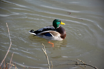 duck on the water