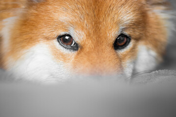 Beautiful brown dog eyes. Shiba Inu puppy looks up. Japanese red dog