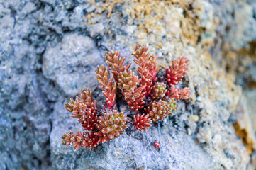 A beautiful view of jelly-beans growing in the stones.