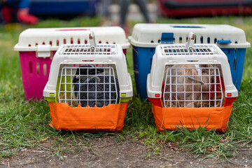 Bunny rabbits after kaninhop or rabbit hop, waiting in the transport boxes. Safety first, pet photography