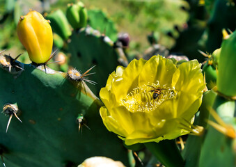 Abelha-europeia também chamada abelha-de-mel. Essa Fotografada em linda flor de cacto amarela na...