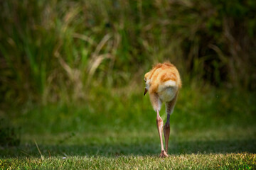 Baby sandhill crane