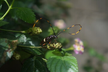 Escarabajo