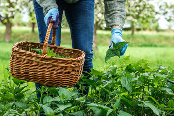Woman picking nettle leaves into wicker basket in organic garden. Harvesting herbs for detox at...