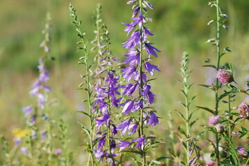 lavender in the field