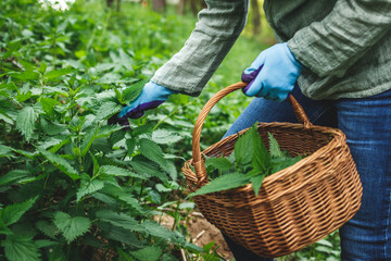 Harvesting stinging nettle at springtime. Woman with gardening gloves picking fresh green nettle...