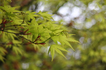 Leaves of Green Japanese Maple Tree, Nature
