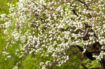 Fototapeta na wymiar White old blooming apple tree