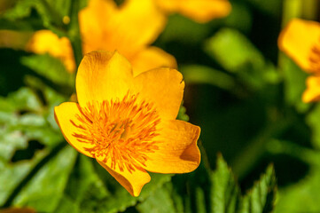 European lichen from my garden