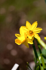 Garden daffodils, yellow flower, bokeh background