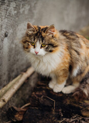 Portrait of a fluffy cat. A tricolor cat is walking on the street.