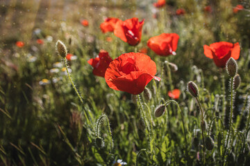  wild red poppies on a spring meadow in warm sunshine