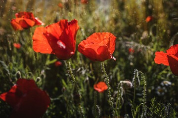 Fototapeta na wymiar wild red poppies on a spring meadow in warm sunshine
