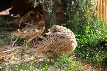 Young laying quails in species-appropriate free-range husbandry