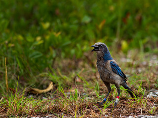 Florida scrub jay on the ground