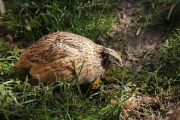Young laying quails in species-appropriate free-range husbandry