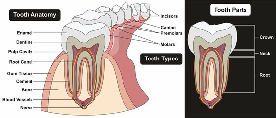 Human tooth anatomy infographic diagram teeth types incisors canine premolars molars parts crown neck root structure nerve bone cement gum tissue cavity for medical science vector illustration
