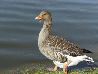 Lindo Ganso doméstico visto a beira de lago artificial de hotel fazenda localizada na  br040 num município de Esmeraldas, Minas Gerais, Brasil.