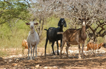 Goats in the Cariri region, with a semi-arid climate, in the Brazilian Caatinga biome. Sume, Paraiba, Brazil on January 10, 2005.