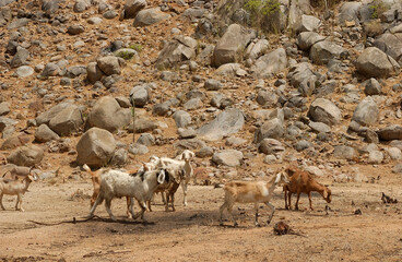 Goats in the Cariri region, with a semi-arid climate, in the Brazilian Caatinga biome. Sume, Paraiba, Brazil on January 10, 2005.