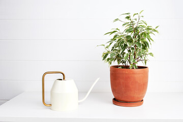 Ficus benjamina in a terracotta pot against a white wall. Simple Scandinavian interior. Houseplant and vintage white watering can on a white table.