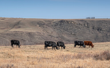 A herd of grazing cattle standing on a ridge near the town of Cochrane, Alberta, Canada