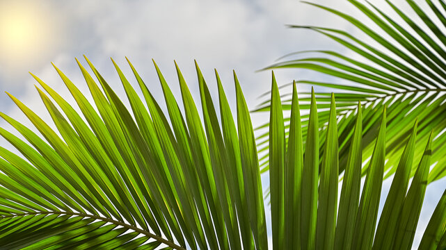 Close up of palm branch on the blue sky