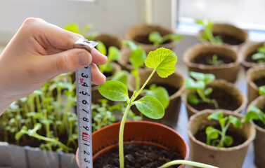 Close-up of a child's hand holding a tape measure to measure the height of a seedling.